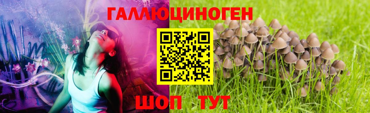 закладка  Белая Калитва  Галлюциногенные грибы Psilocybe 